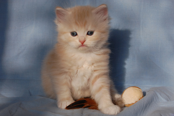 Ravell mit 5 Wochen.jpg